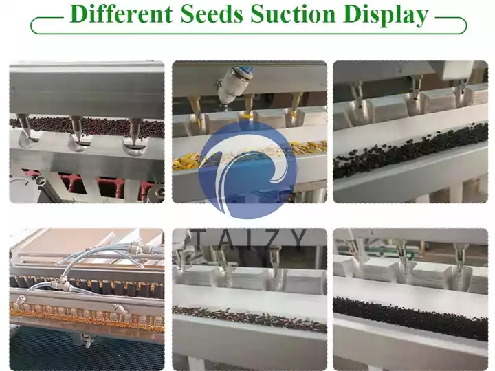 seeds suction display