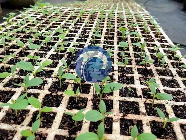 nursery seedlings