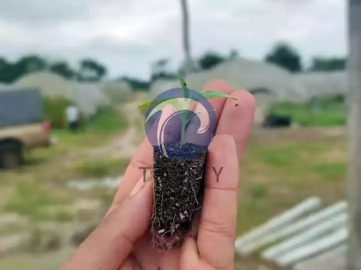 seedling root effect