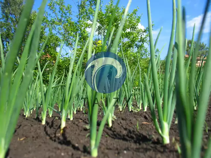 onion seedlings