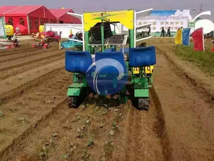 Transplanter de jeunes plants d’oignons