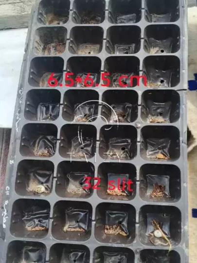 large cavity seedling tray
