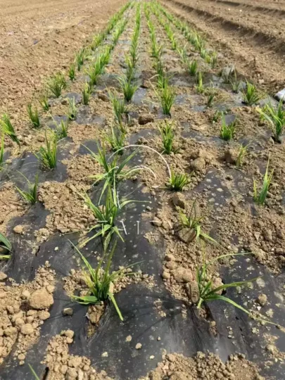 results of transplanting