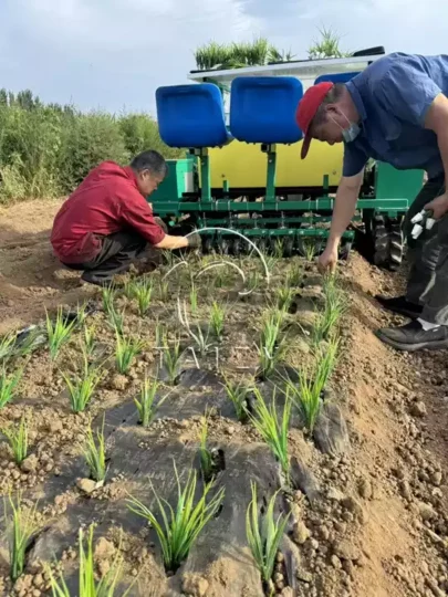 seedling planting machine