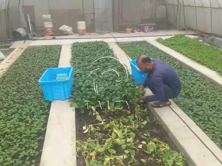 farmer harvesting leafy vegetables in malaysia greenhouse