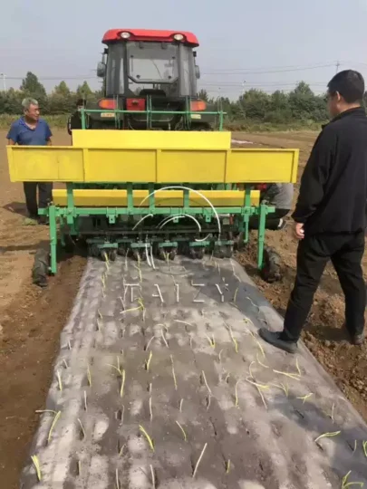 field seedling planting over mulch film